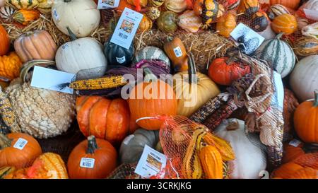 Toronto, ON, Kanada - 1. Oktober 2025: Eine dekorative Marktausstellung zeigt eine reiche Ernte von Miniaturkürbis, Kürbissen, Mais und Vogelscheuchen Stockfoto