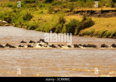 Eine riesige Herde blauer Gnus (Connochaetes taurinus) wandert über die kurzen Grasebenen des Serengeti-Nationalparks Stockfoto