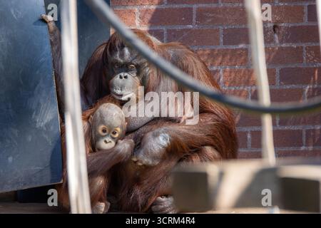 Eine Mutter und ein Baby Bornean Orangutan (Pongo pygmaeus) im Paignton Zoo, Devon, Großbritannien Stockfoto