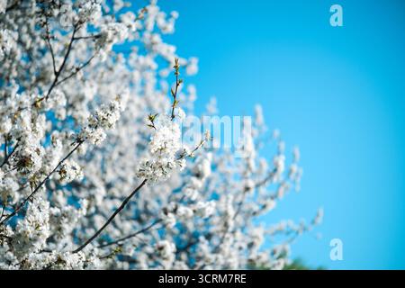 Blühender Baum am blauen Himmel Stockfoto