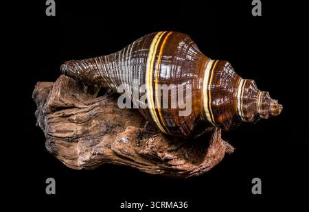 Studio-Foto einer braun-weiß gestreiften, spiralförmigen Melongena-Muschel auf einem Stück rauem, strukturiertem Treibholz auf schwarzem Hintergrund. Stockfoto