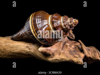 Studio-Foto einer braun-weiß gestreiften, spiralförmigen Melongena-Muschel auf einem Stück rauem, strukturiertem Treibholz auf schwarzem Hintergrund. Stockfoto