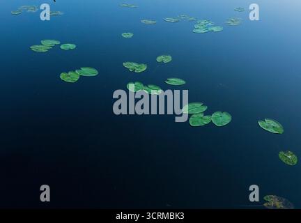 Einige Blätter der weißen Seerose, die auf ruhigem blauem Wasser schwimmen Stockfoto