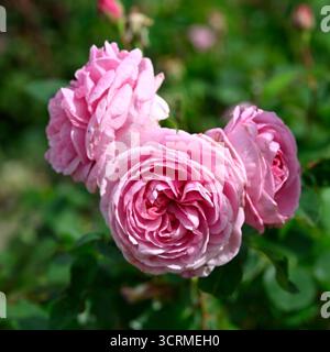 Rosa Gertrude Jekyll UK Garden September Stockfoto