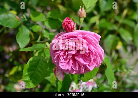 Rosa Gertrude Jekyll UK Garden September Stockfoto