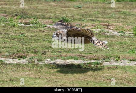 Raptor Stockfoto