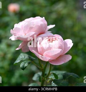 Blassrosa Sommerblumen von wiederholt blühenden Strauchrosen, rosa Königin von Schweden UK Garten September Stockfoto