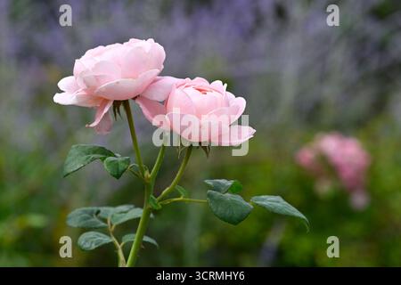Blassrosa Sommerblumen von wiederholt blühenden Strauchrosen, rosa Königin von Schweden UK Garten September Stockfoto