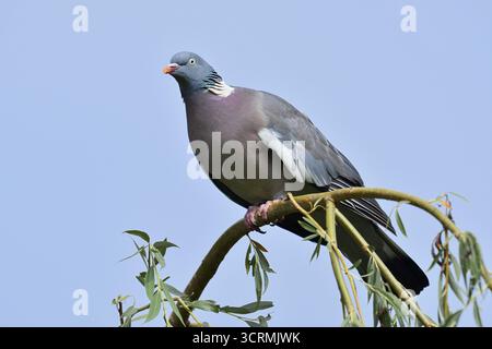Waldtaube (Columba palumbus), Nordrhein-Westfalen, Deutschland Stockfoto