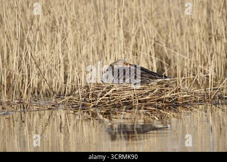 Graugans (Anser anser) auf dem Nest brütend, Nordrhein-Westfalen, Deutschland Stockfoto