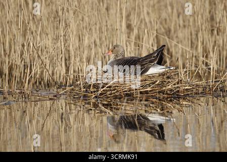 Graugans (Anser anser) auf dem Nest brütend, Nordrhein-Westfalen, Deutschland Stockfoto