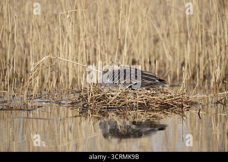 Graugans (Anser anser) auf dem Nest brütend, Nordrhein-Westfalen, Deutschland Stockfoto
