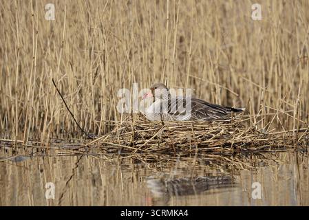 Graugans (Anser anser) auf dem Nest brütend, Nordrhein-Westfalen, Deutschland Stockfoto