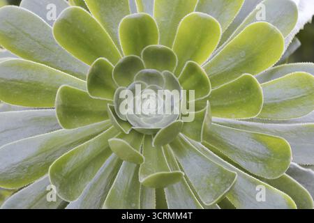 Goldenes gelbes Äonium oder Dachwurzel (Aeonium holochrysum), Rosette der Blätter, Teneriffa, Kanarische Inseln, Spanien Stockfoto