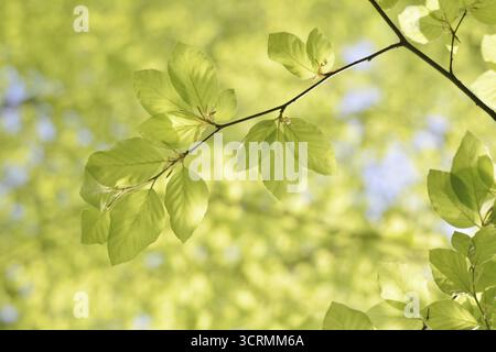 Europäische Buche (Fagus sylvatica), Blätter im Frühjahr, Nordrhein-Westfalen, Deutschland Stockfoto