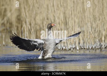 Graugans (Anser anser), flatternde Flügel, Nordrhein-Westfalen, Deutschland Stockfoto
