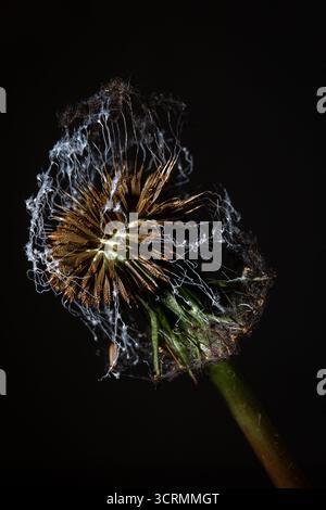 Zarte Spinnennetzstränge und restliche Samen gegen Schwarz. Fängt Fragilität und Zerfall ein – perfekt für Kunstprojekte und philosophische Cover. Stockfoto