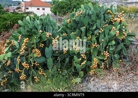 Eine lebhafte Nahaufnahme von orange bis gelben Feigenkraut-Früchten auf den Kaktuspads, umgeben von grünem Laub und dekorativen Sukkulenten, die Wärme vermitteln Stockfoto