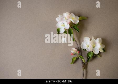 Apfelbaumzweig mit Blüten auf braunem Hintergrund Stockfoto