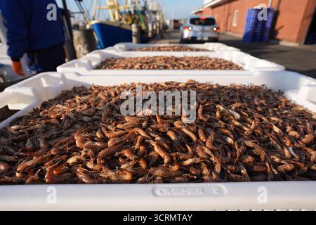 02. Oktober 2025, Schleswig-Holstein, Büsum: Kisten mit frisch gefangenen Nordseekrabben stehen vor einem Krabbenschneider im Fischerhafen Büsum. Bundeslandwirtschaftsminister Rainer wurde über die Garnelen- und Küstenfischerei und die "Gemeinsame Aufgabe zur Verbesserung der Agrarstrukturen und des Küstenschutzes" (GAK) informiert. Foto: Marcus Brandt/dpa Stockfoto