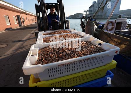 02. Oktober 2025, Schleswig-Holstein, Büsum: Krabbenfischer entladen im Fischerhafen Büsum frisch gefangene Nordseekrabben aus einem Krabbenschneider. Bundeslandwirtschaftsminister Rainer wurde über die Krabben- und Küstenfischerei und die "Gemeinsame Aufgabe zur Verbesserung der Agrarstrukturen und des Küstenschutzes" (GAK) informiert. Foto: Marcus Brandt/dpa Stockfoto