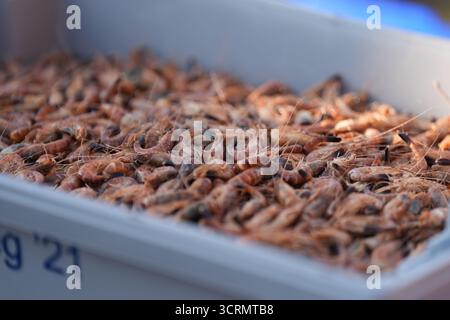 02. Oktober 2025, Schleswig-Holstein, Büsum: Vor einem Krabbenschneider steht im Fischerhafen Büsum eine Kiste fangfrischer Nordseekrebse. Bundeslandwirtschaftsminister Rainer wurde über die Krabben- und Küstenfischerei und die "Gemeinsame Aufgabe zur Verbesserung der Agrarstrukturen und des Küstenschutzes" (GAK) informiert. Foto: Marcus Brandt/dpa Stockfoto