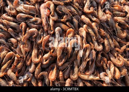 02. Oktober 2025, Schleswig-Holstein, Büsum: Frisch gefangene Nordseekrabben liegen in einer Kiste vor einem Krabbenschneider im Fischerhafen Büsum. Bundeslandwirtschaftsminister Rainer wurde über die Krabben- und Küstenfischerei und die "Gemeinsame Aufgabe zur Verbesserung der Agrarstrukturen und des Küstenschutzes" (GAK) informiert. Foto: Marcus Brandt/dpa Stockfoto