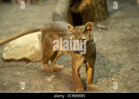 Fossa (Cryptoprocta ferox), ein katzenähnliches fleischfressendes Säugetier, das in Madagaskar endemisch ist Stockfoto