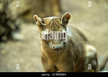 Fossa (Cryptoprocta ferox), ein katzenähnliches fleischfressendes Säugetier, das in Madagaskar endemisch ist Stockfoto