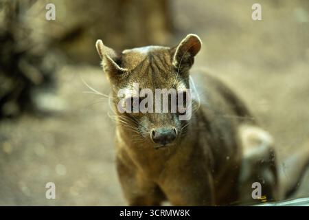 Fossa (Cryptoprocta ferox), ein katzenähnliches fleischfressendes Säugetier, das in Madagaskar endemisch ist Stockfoto