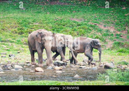 Indische Elefanten, wilde Herde, die ein Bad an einem See in Anakulam nahe Munnar nimmt, Wildtiere Indiens, Elefantenfamilie an einem regnerischen Tag Stockfoto