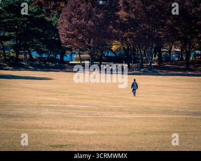 Ein Mann läuft über ein blassgelbes Feld zu dunkelroten Herbstbäumen im Olympischen Park von Seoul, einer ruhigen, stimmungsvollen Szene unter sanftem jahreszeitlichem Licht. Stockfoto