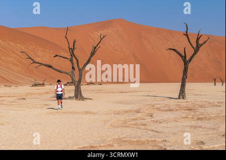 Eine kleine Einzelfigur, die zwischen hoch aufragenden, toten Kameldornbäumen auf der weißen Tonpfanne von Deadvlei unter Rostdünen in Sossusvlei, Namibia, spaziert. Stockfoto