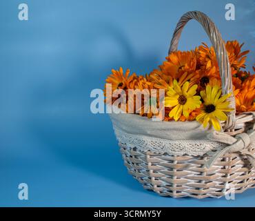 Schöne frische medizinische Ringelblume im Korb auf blauem Hintergrund Stockfoto
