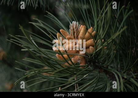 Nahaufnahme der Kiefer blüht. Pollen. Stockfoto