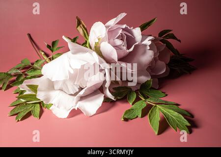 Rosa Pfingstrosen auf rosa Tisch. Muttertagskonzept. Pfingstkonzept. Stockfoto