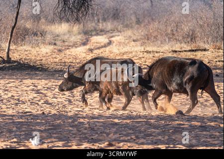 Kap-Büffelherde mit Kalb, die in staubigem Buschveld mit gebogenen Hörnern spazieren, Waterberg Plateau, Namibia, Tierwelt des südlichen Afrika Stockfoto