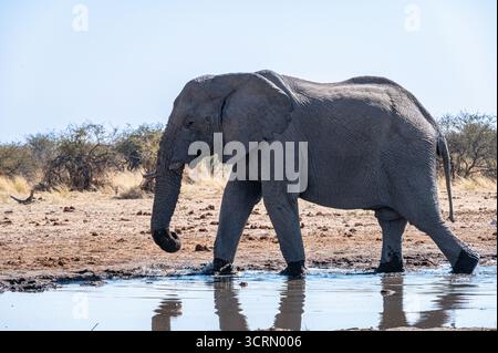 Afrikanischer Elefant, der durch das flache Etosha-Wasserloch spaziert, Profilblick mit trockenem Akaziengestein, Namibia Stockfoto