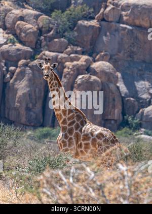 Majestätische Giraffe, hoch zwischen alten Granitblöcken und kargem Gestrüpp in der zerklüfteten Erongo Mountain Landschaft, Damaraland, Namibia. Stockfoto