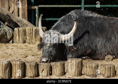 Tiere des Zoos Schönbrunn, Hauswasserbüffel in Wien, Österreich Stockfoto