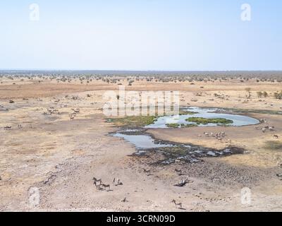 Aus der Vogelperspektive eine kurvige nierenförmige Etosha-Pfannenoase mit durstigen Herden, die sich im grünen Wasser unter dem riesigen Himmel, dem Herzen von Namibias Buschveld, versammelt haben. Stockfoto