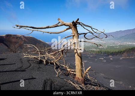 La Palma Tajogaite-Vulkan Tajogaite-Vulkan auf La Palma. Der Tajogaite-Vulkan entstand durch einen schnellen dreimonatigen Vulkanausbruch von September bis Dezember 2021. Durch den Vulkanausbruch wurde eine große Zahl von Haeusern in Doerfern und Siedlungen der Gemeinden El Paso, Los Llanos de Aridane und Tazacorte zerstoert und weite Teile landwirtschaftlich genutzter Flaeche mit Lava und Asche bedeckt. Mittlerweile darf in einem Teil der Gegend um den Vulkan in Begleitung von Orts- und fachkundiger Leitung wieder gewandert werden, wenn die Gaskonzentration in der Gegend gering ist. Im Bild: Verb Stockfoto