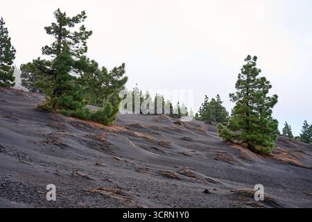 La Palma Tajogaite-Vulkan Tajogaite-Vulkan auf La Palma. Der Tajogaite-Vulkan entstand durch einen schnellen dreimonatigen Vulkanausbruch von September bis Dezember 2021. Durch den Vulkanausbruch wurde eine große Zahl von Haeusern in Doerfern und Siedlungen der Gemeinden El Paso, Los Llanos de Aridane und Tazacorte zerstoert und weite Teile landwirtschaftlich genutzter Flaeche mit Lava und Asche bedeckt. Mittlerweile darf in einem Teil der Gegend um den Vulkan in Begleitung von Orts- und fachkundiger Leitung wieder gewandert werden, wenn die Gaskonzentration in der Gegend gering ist. Im Bild: Nade Stockfoto