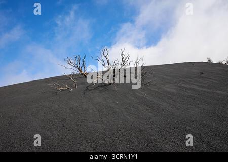 La Palma Tajogaite-Vulkan Tajogaite-Vulkan auf La Palma. Der Tajogaite-Vulkan entstand durch einen schnellen dreimonatigen Vulkanausbruch von September bis Dezember 2021. Durch den Vulkanausbruch wurde eine große Zahl von Haeusern in Doerfern und Siedlungen der Gemeinden El Paso, Los Llanos de Aridane und Tazacorte zerstoert und weite Teile landwirtschaftlich genutzter Flaeche mit Lava und Asche bedeckt. Mittlerweile darf in einem Teil der Gegend um den Vulkan in Begleitung von Orts- und fachkundiger Leitung wieder gewandert werden, wenn die Gaskonzentration in der Gegend gering ist. Im Bild: Verb Stockfoto