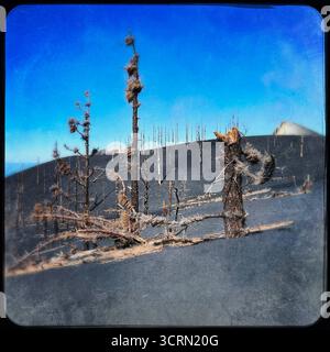 La Palma Tajogaite-Vulkan Tajogaite-Vulkan auf La Palma. Der Tajogaite-Vulkan entstand durch einen schnellen dreimonatigen Vulkanausbruch von September bis Dezember 2021. Durch den Vulkanausbruch wurde eine große Zahl von Haeusern in Doerfern und Siedlungen der Gemeinden El Paso, Los Llanos de Aridane und Tazacorte zerstoert und weite Teile landwirtschaftlich genutzter Flaeche mit Lava und Asche bedeckt. Mittlerweile darf in einem Teil der Gegend um den Vulkan in Begleitung von Orts- und fachkundiger Leitung wieder gewandert werden, wenn die Gaskonzentration in der Gegend gering ist. Im Bild: Verb Stockfoto