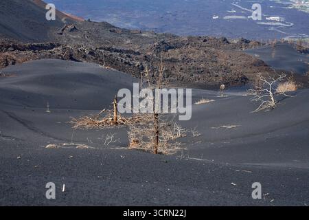 La Palma Tajogaite-Vulkan Tajogaite-Vulkan auf La Palma. Der Tajogaite-Vulkan entstand durch einen schnellen dreimonatigen Vulkanausbruch von September bis Dezember 2021. Durch den Vulkanausbruch wurde eine große Zahl von Haeusern in Doerfern und Siedlungen der Gemeinden El Paso, Los Llanos de Aridane und Tazacorte zerstoert und weite Teile landwirtschaftlich genutzter Flaeche mit Lava und Asche bedeckt. Mittlerweile darf in einem Teil der Gegend um den Vulkan in Begleitung von Orts- und fachkundiger Leitung wieder gewandert werden, wenn die Gaskonzentration in der Gegend gering ist. Im Bild: Verb Stockfoto