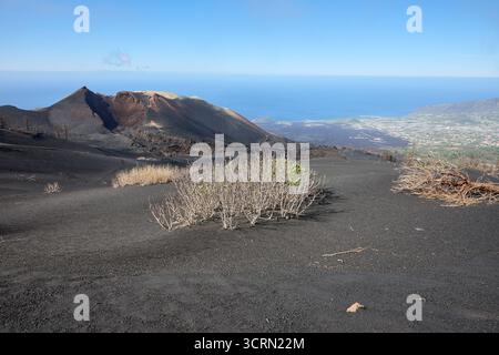 La Palma Tajogaite-Vulkan Tajogaite-Vulkan auf La Palma. Der Tajogaite-Vulkan entstand durch einen schnellen dreimonatigen Vulkanausbruch von September bis Dezember 2021. Durch den Vulkanausbruch wurde eine große Zahl von Haeusern in Doerfern und Siedlungen der Gemeinden El Paso, Los Llanos de Aridane und Tazacorte zerstoert und weite Teile landwirtschaftlich genutzter Flaeche mit Lava und Asche bedeckt. Mittlerweile darf in einem Teil der Gegend um den Vulkan in Begleitung von Orts- und fachkundiger Leitung wieder gewandert werden, wenn die Gaskonzentration in der Gegend gering ist. Im Bild: Erst Stockfoto