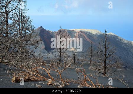La Palma Tajogaite-Vulkan Tajogaite-Vulkan auf La Palma. Der Tajogaite-Vulkan entstand durch einen schnellen dreimonatigen Vulkanausbruch von September bis Dezember 2021. Durch den Vulkanausbruch wurde eine große Zahl von Haeusern in Doerfern und Siedlungen der Gemeinden El Paso, Los Llanos de Aridane und Tazacorte zerstoert und weite Teile landwirtschaftlich genutzter Flaeche mit Lava und Asche bedeckt. Mittlerweile darf in einem Teil der Gegend um den Vulkan in Begleitung von Orts- und fachkundiger Leitung wieder gewandert werden, wenn die Gaskonzentration in der Gegend gering ist. Im Bild: Verb Stockfoto