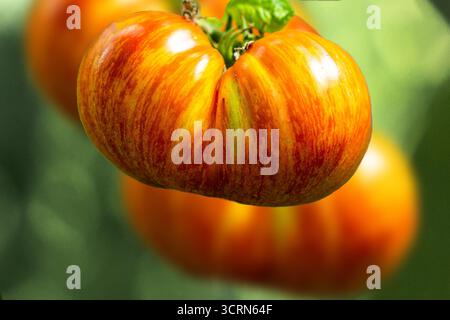 Reife, gestreifte Erbstücktomate auf Pflanzennähe Stockfoto