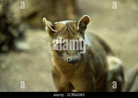 Fossa (Cryptoprocta ferox), ein katzenähnliches fleischfressendes Säugetier, das in Madagaskar endemisch ist Stockfoto